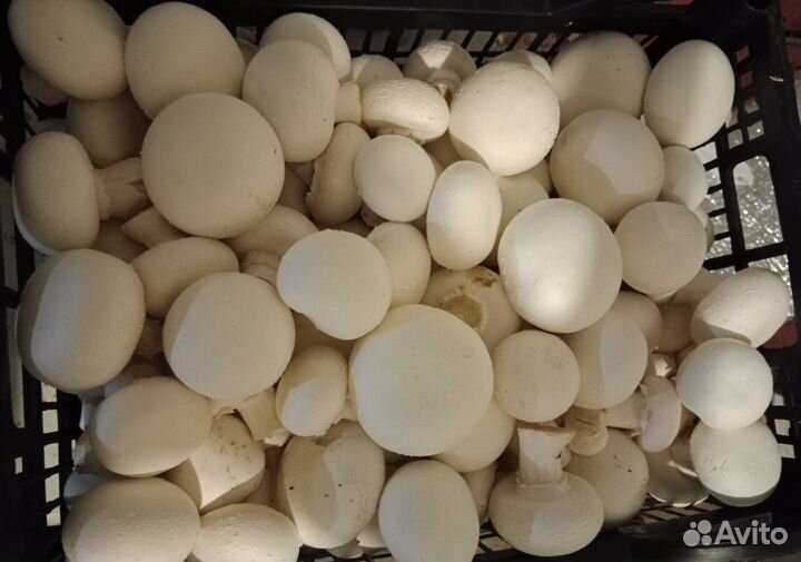 Грибы шампиньоны