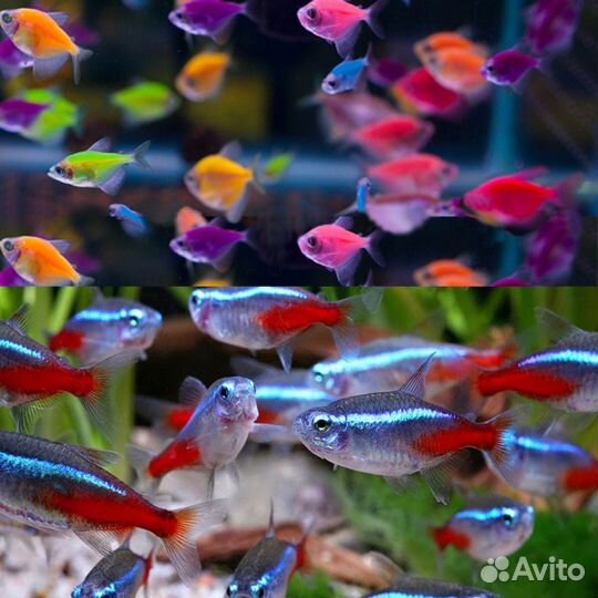 Аквариумные рыбки Краснодар