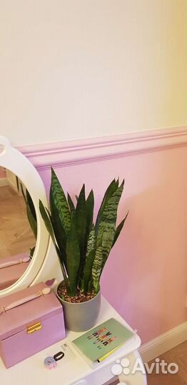 Сансевиерия блэк коралл,блэк голд файер