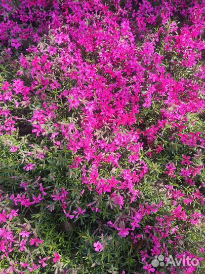 Флокс шиловидный