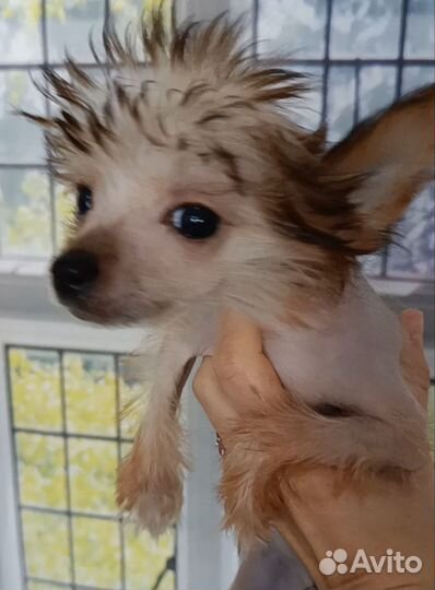 Китайская хохлатая микро