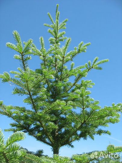 Пихта бальзамическая окс