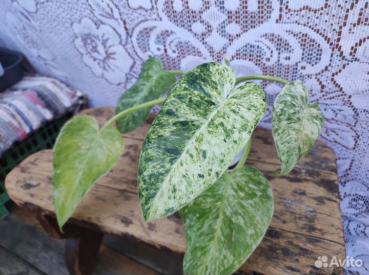 Филодендроны излишки