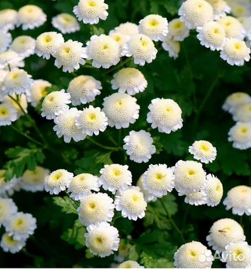 Флоксы,хосты, лилии, клематисы