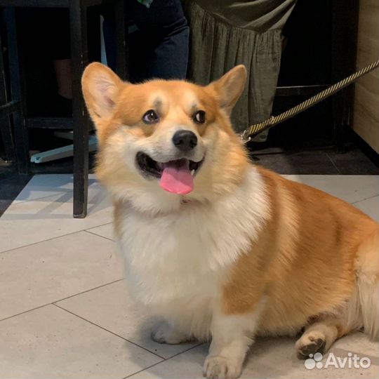 Передержка кошек и собак в 3х комнатной квартире