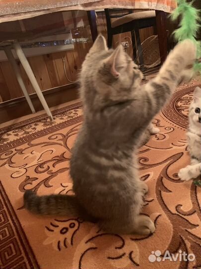 Котята шотландцы вислоухие