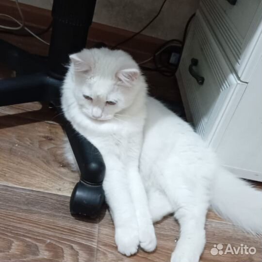 Котики бесплатно