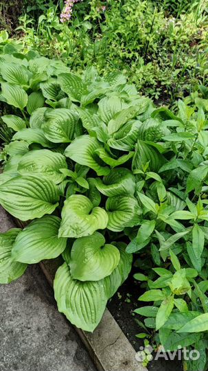 Хоста (Hosta)