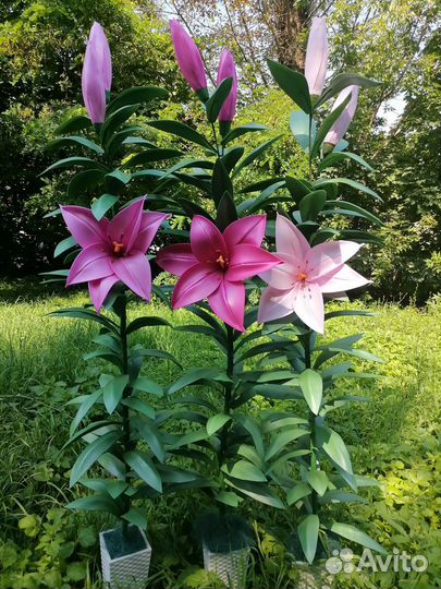 Интерьерные цветы