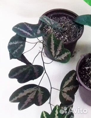 Хойя, сциндапсусы, пассифлора