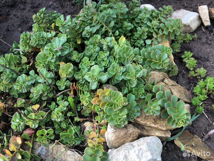 Очитки, почвопокровные