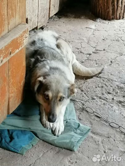 Осталась собака без хозяина