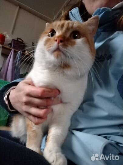 Кот в добрые руки