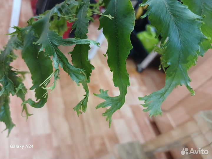 Папоротник Гибрид