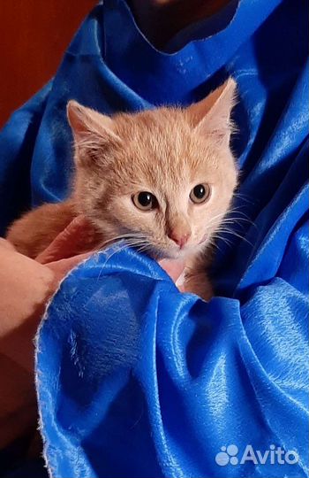 Рыжий малыш из развалин