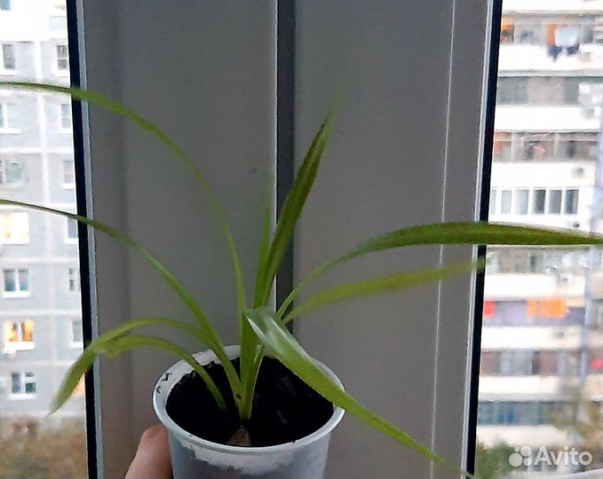 Панданус, хлорофитум кудрявый Бонни