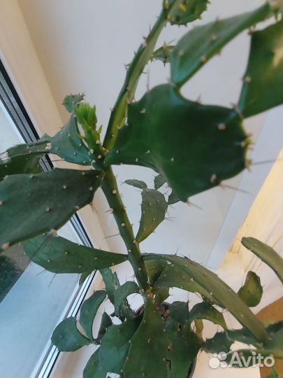 Суккулент и кактус гигант