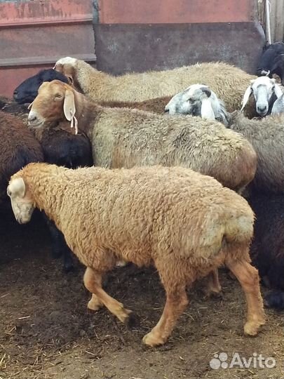 Курдючные бараны
