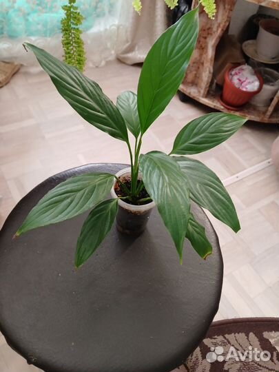 Цветы для дома