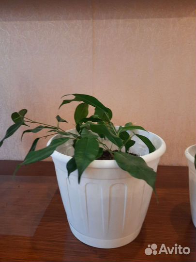 Фикус бенджамина