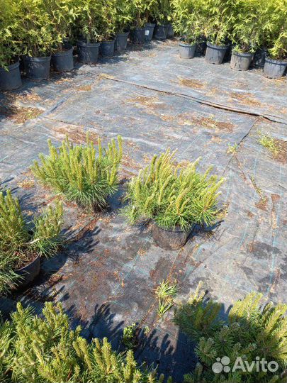 Горная сосна