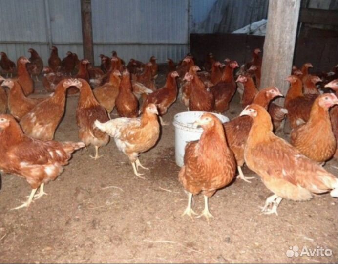 Куры несушки оптом и в розницу с доставкой