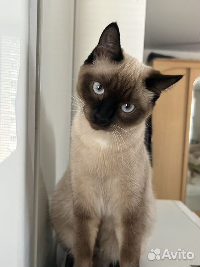 Тайская кошечка