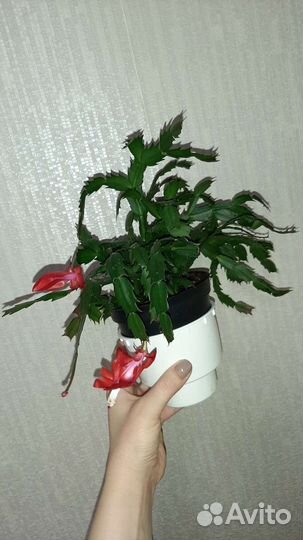 Декабрист (шлюмбергера) и репсалидопсис