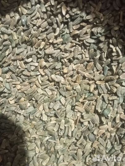 Семена лопуха