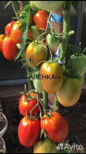 Семена сортовых томатов Минусинские