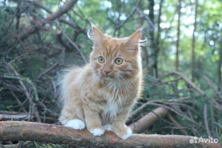 Курильский бобтейл