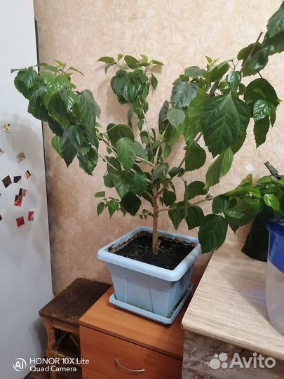 Гибискус китайская роза