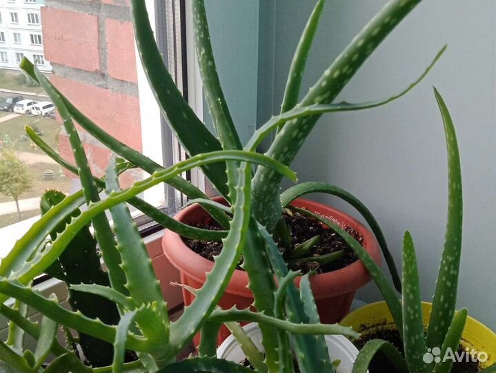 Алоэ, алоэ вера