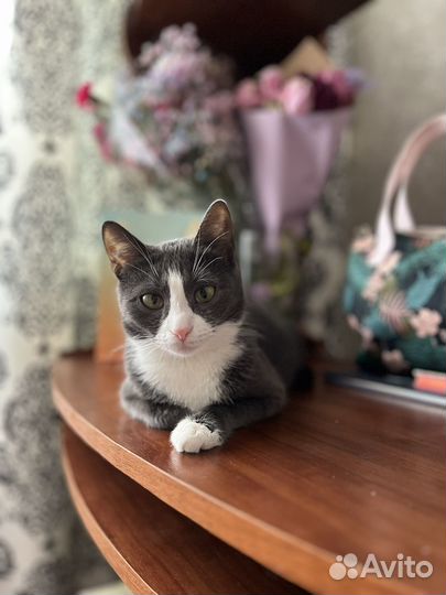 Кошечка в добрые руки