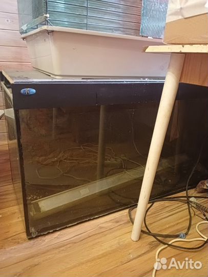 Нанакара, Барбус,Радужница, Тетра, пецилия