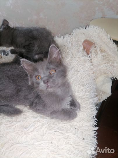 Отдам котят в добрые руки