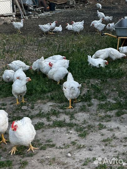 Куры домашние бройлеры халал