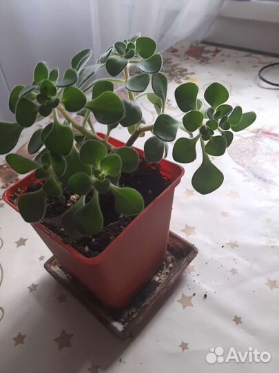 Ахоизон- дерево любви, счастья и достатка