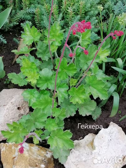 Продаю растения