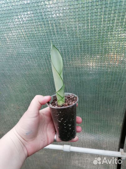 Сансевьерии Муншайн, Кирки и др