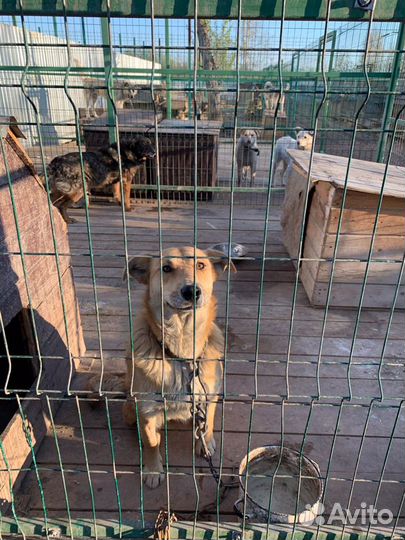 Рута в добрые руки