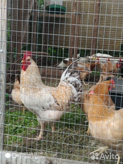 Инкубационное яйцо