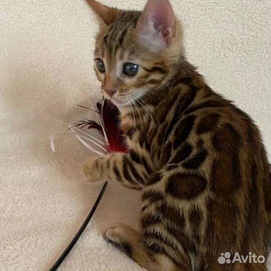 Бенгальские котята