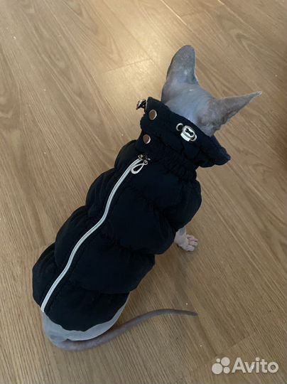 Одежда для животных