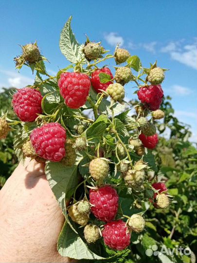 Ремонтантная малина, и летняя ранняя