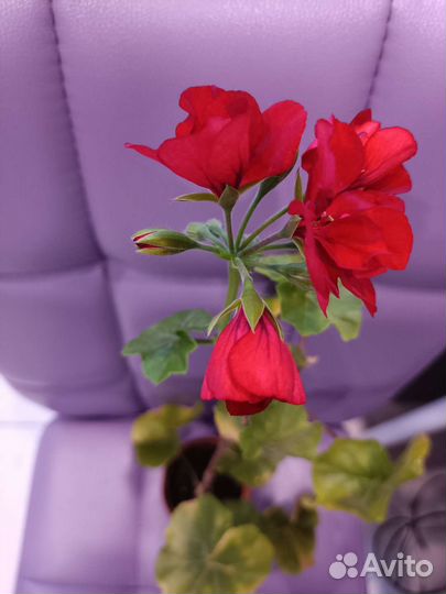 Пеларгония герань