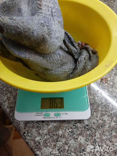 Мясо чёрных петушков