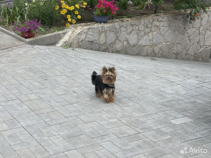 Йоркширский терьер мини щенки бейби фейс