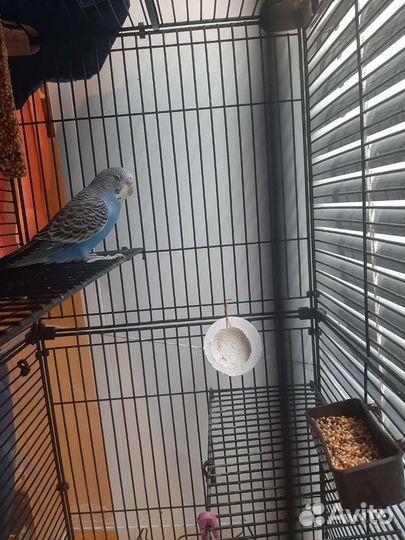 Волнистый попугай самец