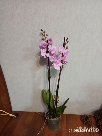 Орхидея фаленопсис Биг Лип Сакура, 2 ствола